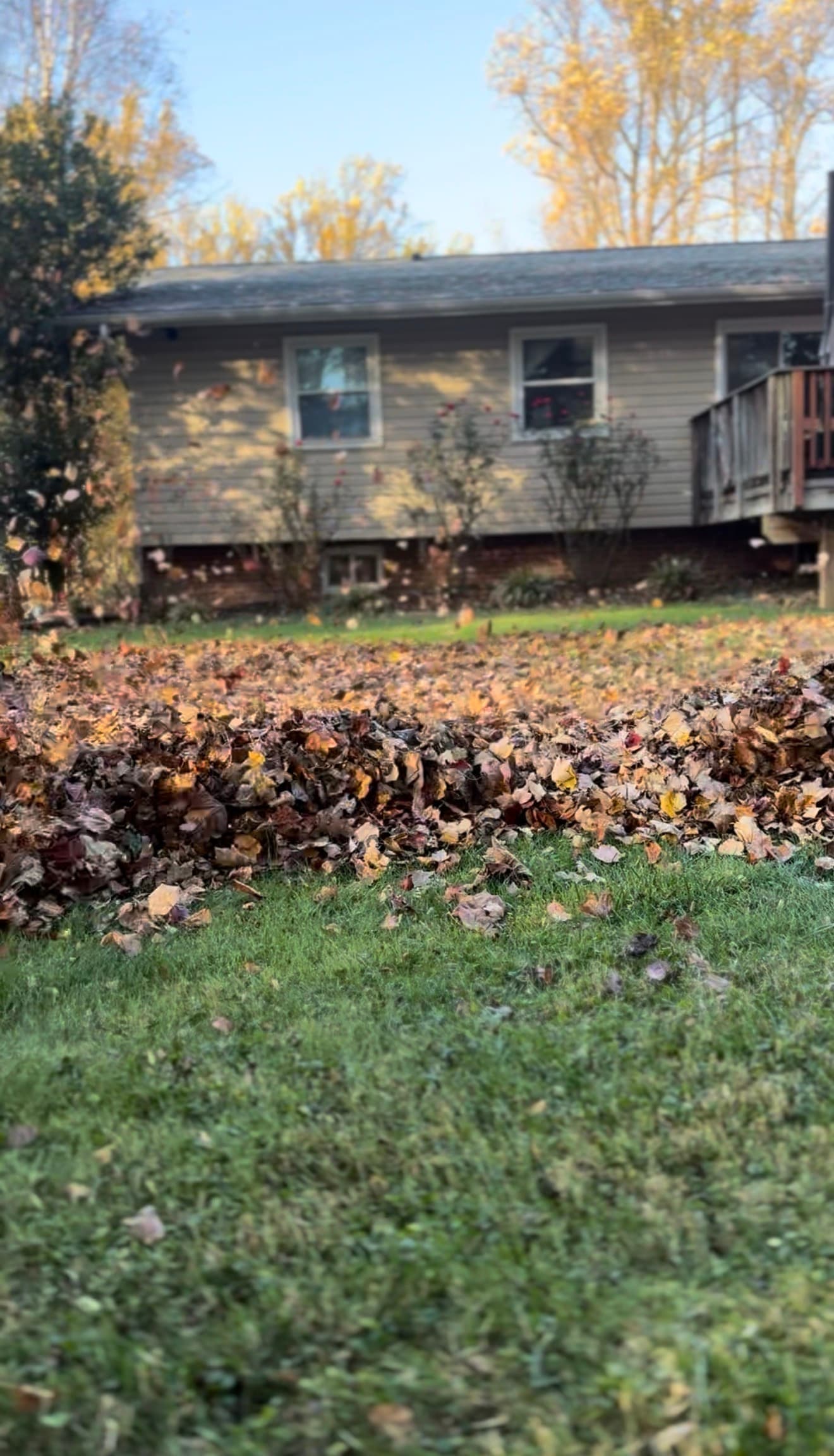Fall Leaf Cleanup